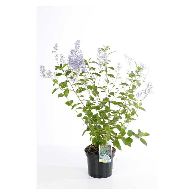 céanothe gloire de Versailles en pot de 3 litres céanothe gloire de Versailles en pot de 3 litres