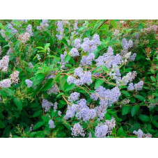 fleurs bleue clair de la céanothe Gloire de Versailles de juillet à septembre
