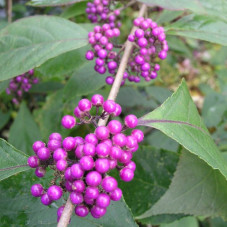 baies violet mauve du Callicarpe du bodinier en Octobre