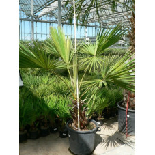 Chamaerops humilis  (palmier nain)