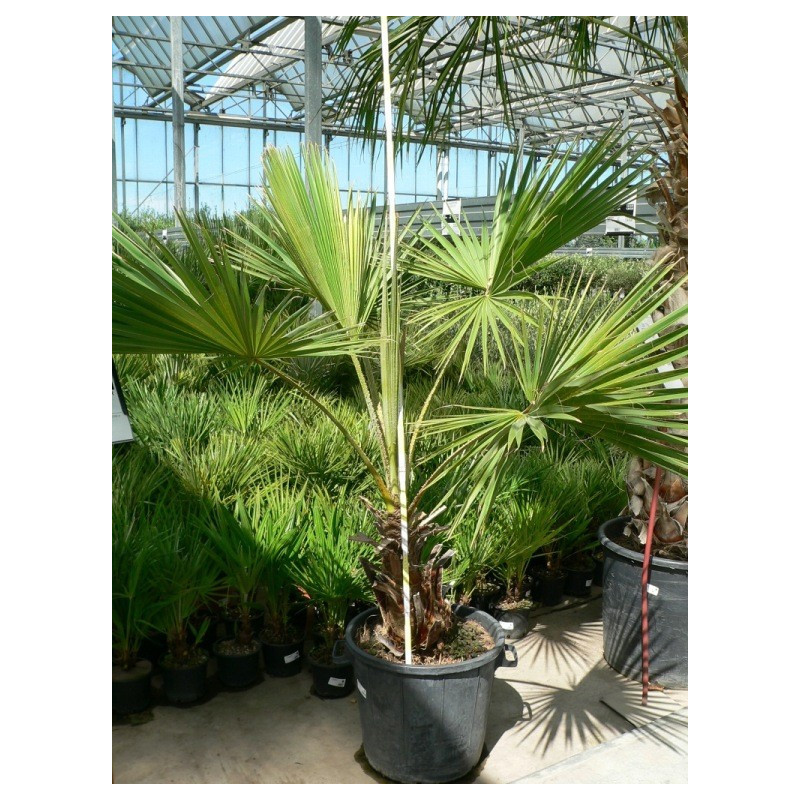 Chamaerops humilis  (palmier nain)