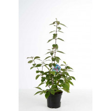 callicarpe du bodinier 60 cm pot de 3 litres