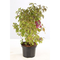 callicarpe du bodinier 100/125 cm pot de 12 litres