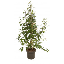 callicarpe de bodinier 100/125 cm pot de 12 litres