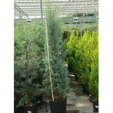 Cupressus arizonica conica