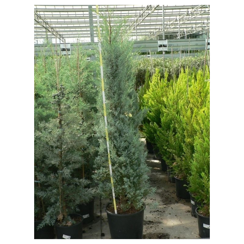 Cupressus arizonica conica