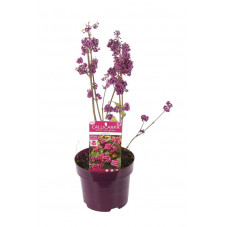 callicarpe avec baies en pot de 3 litres