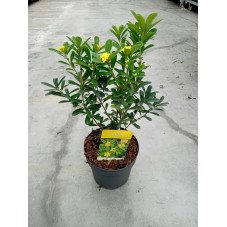 bois joli - daphne Royal Crown en pot de 2 litres