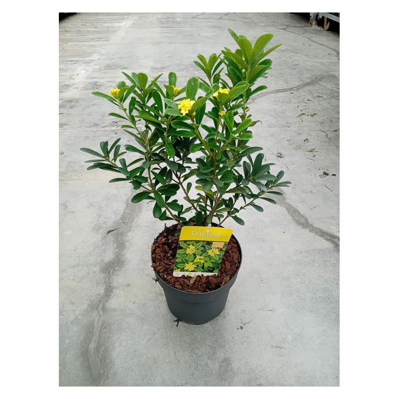 bois joli - daphne Royal Crown en pot de 2 litres