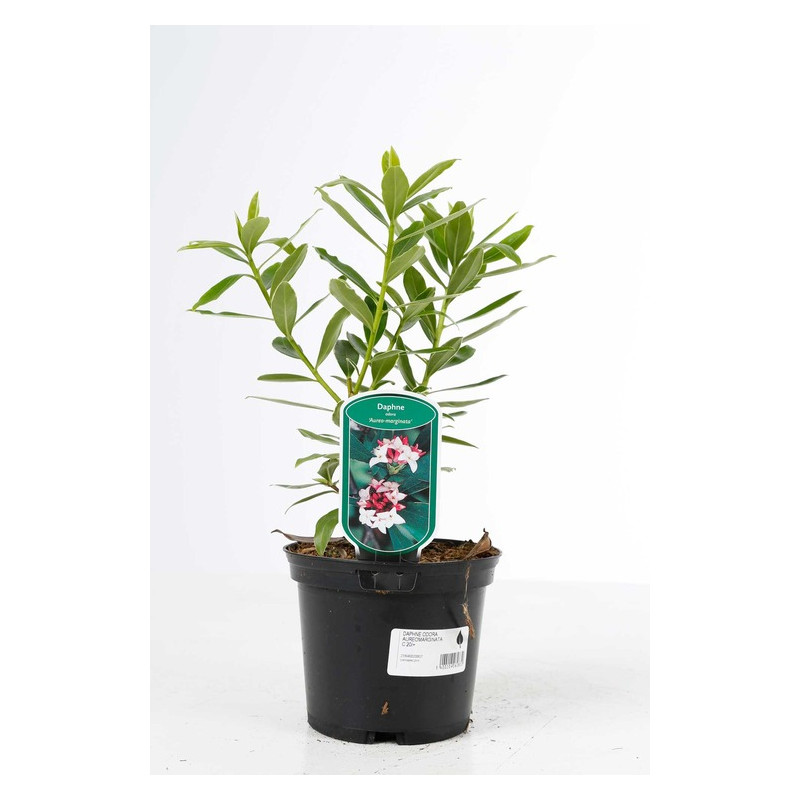 bois joli aureomarginata en pot de 3 litres bois joli aureomarginata en pot de 3 litres