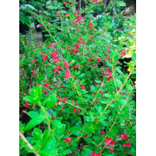 escallonia Red Elf