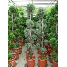 Cupressus arizonica " pom pom "