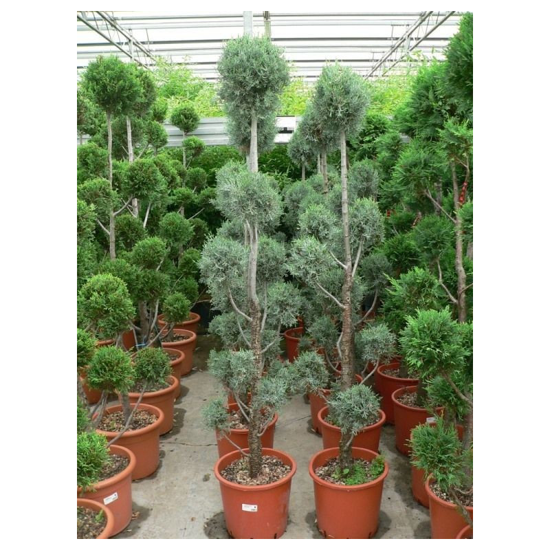 Cupressus arizonica " pom pom "