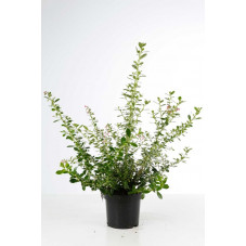 escallonia rubra Macrantha