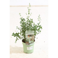 gommier cidre parviflora - eucalyptus en pot de 15 cm