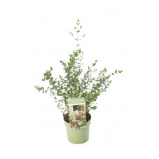 eucalyptus - gommier cidre en pot de 3 litres