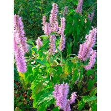 menthe en arbre - elsholtzia en fleurs. Floraison en septembre octobre.