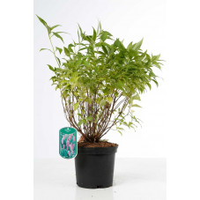 menthe en arbre en pot de 3 litres