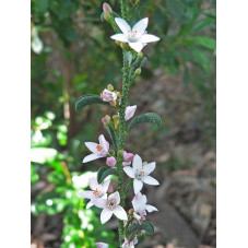 Eriostemon myoporoides
