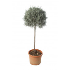 cyprès de l'Arizona - boule diam. 35 cm tige 100 cm - pot de 18 litres