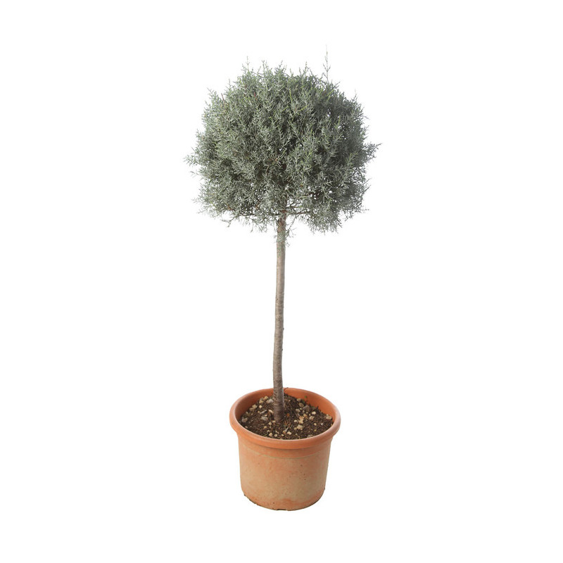 cyprès de l'Arizona - boule diam. 35 cm tige 100 cm - pot de 18 litres cyprès de l'Arizona - boule diam. 35 cm tige 100 cm - pot de 18 litres