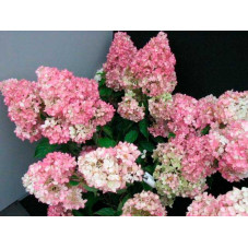 fleurs de l'hortensia vanille fraise. Floraison de juillet jusqu'à octobre.