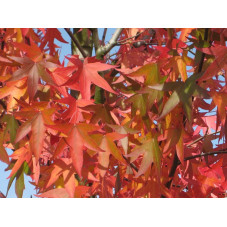 feuillage à l'automne du copalme gum ball