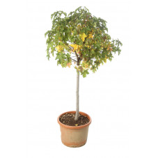 copalme gum ball en demi-tige 80/100 cm + tête 50 cm en pot de 18 litres
