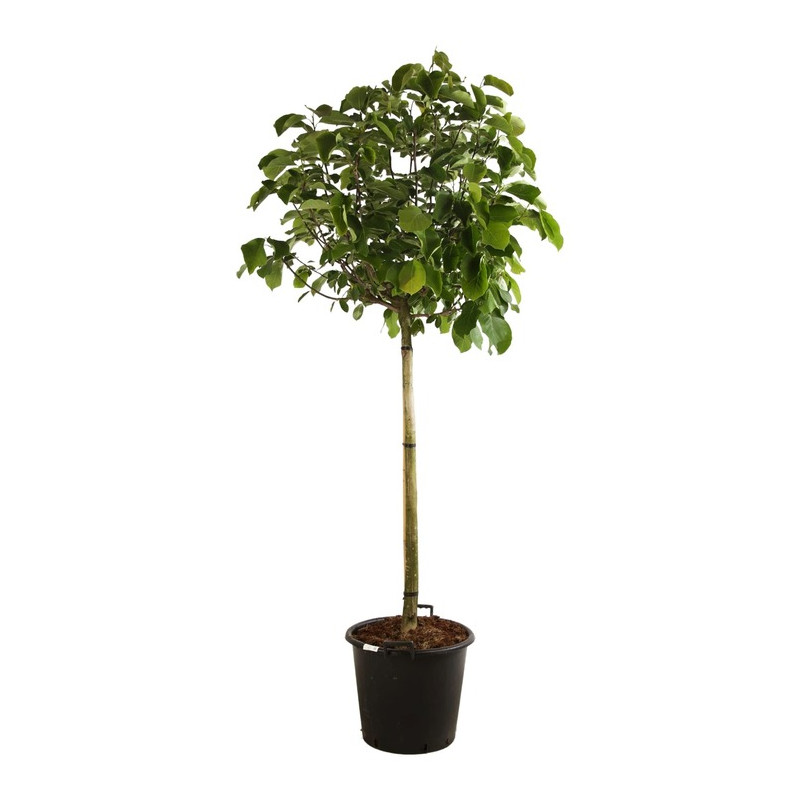 magnolia butterflies en demi tige 120 cm pot de 50 litres magnolia butterflies en demi tige 120 cm pot de 50 litres