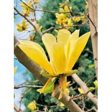 fleurs du magnolia butterflies. Floraison jaune en avril mai