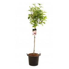 magnolia de Chine xsoulangeana en demi-tige 120 cm + tête