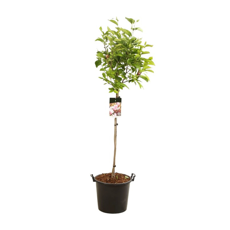 magnolia de Chine xsoulangeana en demi-tige 120 cm + tête magnolia de Chine xsoulangeana en demi-tige 120 cm + tête