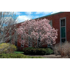 magnolia de Chine adulte en fleurs. Floraison au printemps
