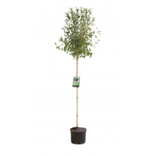 prunus eminens umbraculifera en demi-tige 120 cm + tête - pot de 15 litres