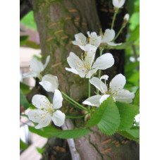 fleurs du prunus eminens. Floraison au printemps en mars