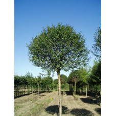 prunus eminens umbraculifera en taille semi-adulte