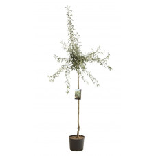 poirier pleureur à feuilles de saule en demi -tige 120 cm - pot de 12 litres