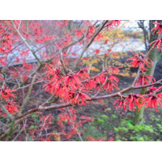 hamamelis diane en fleurs. Floraison en janvier février