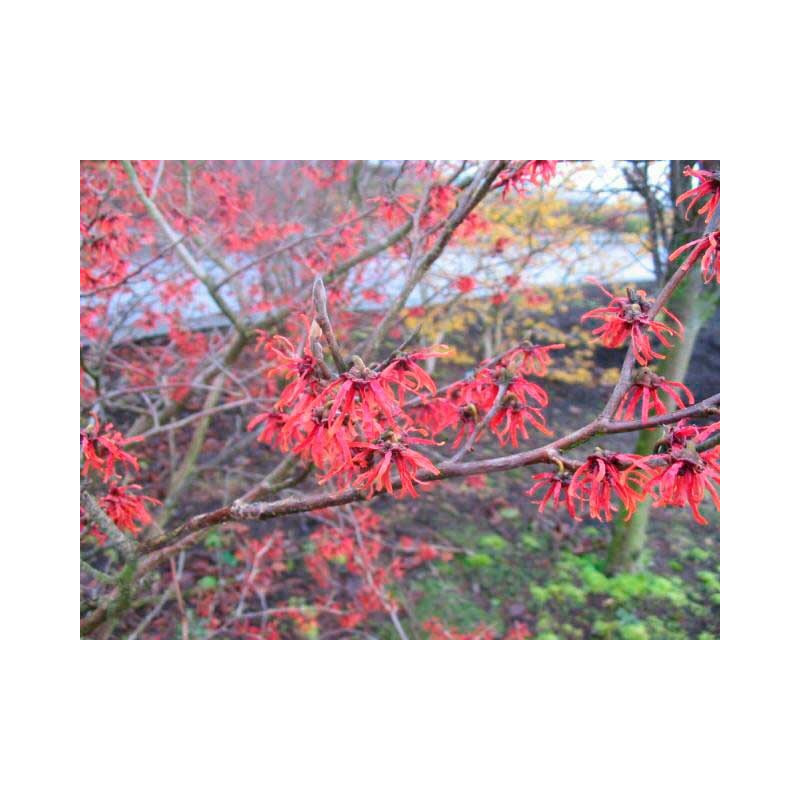 hamamelis diane en fleurs. Floraison en janvier février hamamelis diane en fleurs. Floraison en janvier février