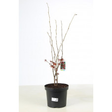 hamamelis diane en 100 cm