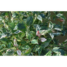 feuillage du nandina twilight