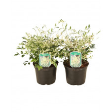 bambou sacré - nandina twilight 25/30 cm en pot de 3 litres