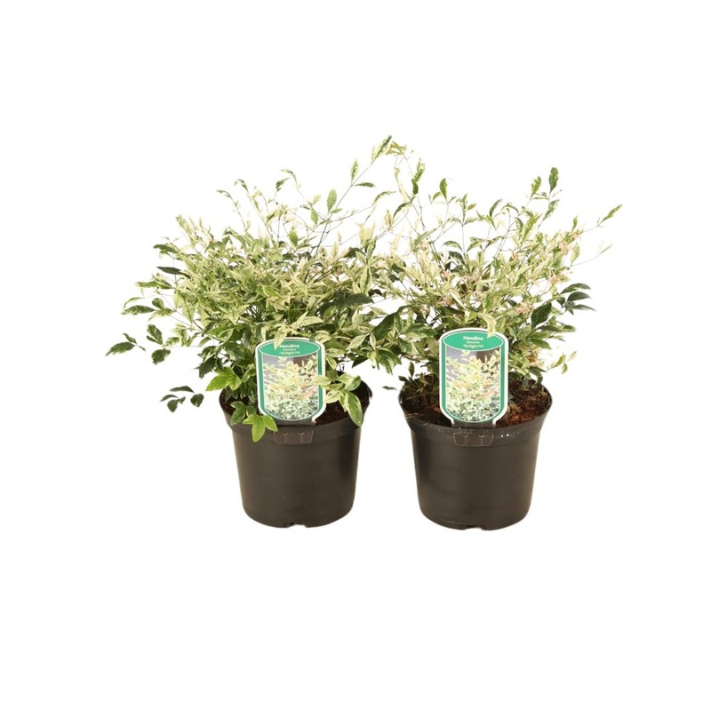 bambou sacré - nandina twilight 25/30 cm en pot de 3 litres