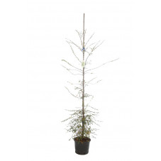 hêtre de l'Antarctique - nothofagus hauteur 175/200 cm pot de 12 litres