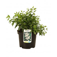 seringat manteau d'hermine en pot de 3 litres