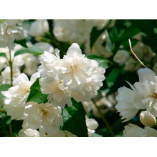 fleurs du seringat. Superbe floraison en mai juin