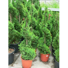 Cupressus castle wellan gold