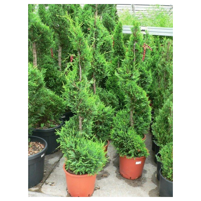 Cupressus castle wellan gold