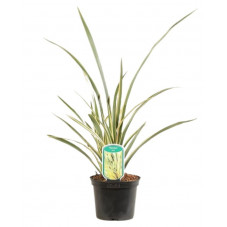 lin de nouvelle Zélande Duet en pot de 2 litres 60 cm