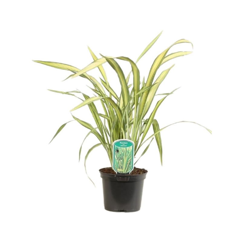 phormium Gold Sword en pot de 2 litres 50/+ cm